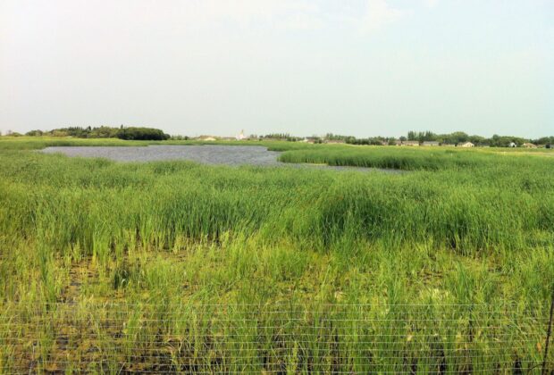 Natural sewage treatment garners innovation award