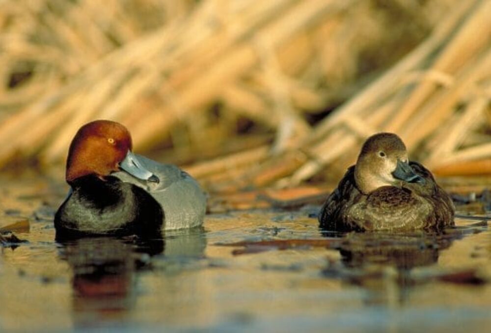 Redhead pair