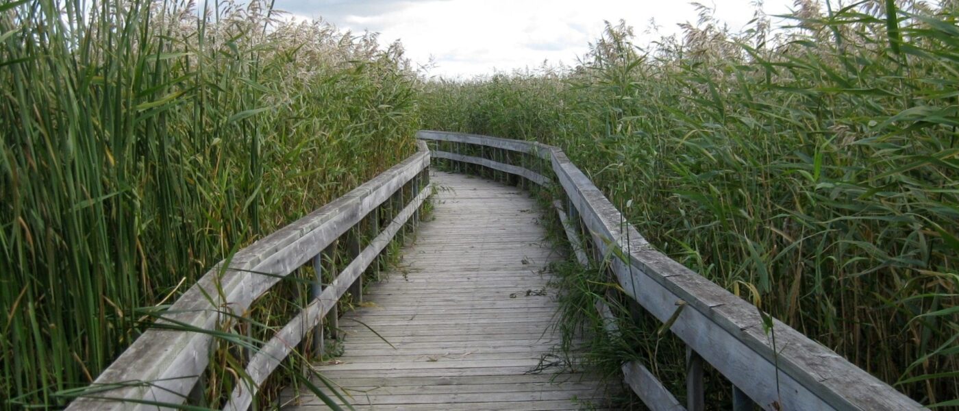 Boardwalk through Oak Hammock Marsh.