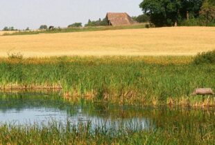 New wetland guide helps farmers manage water responsibly and tap new funding