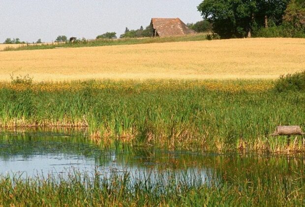 New wetland guide helps farmers manage water responsibly and tap new funding