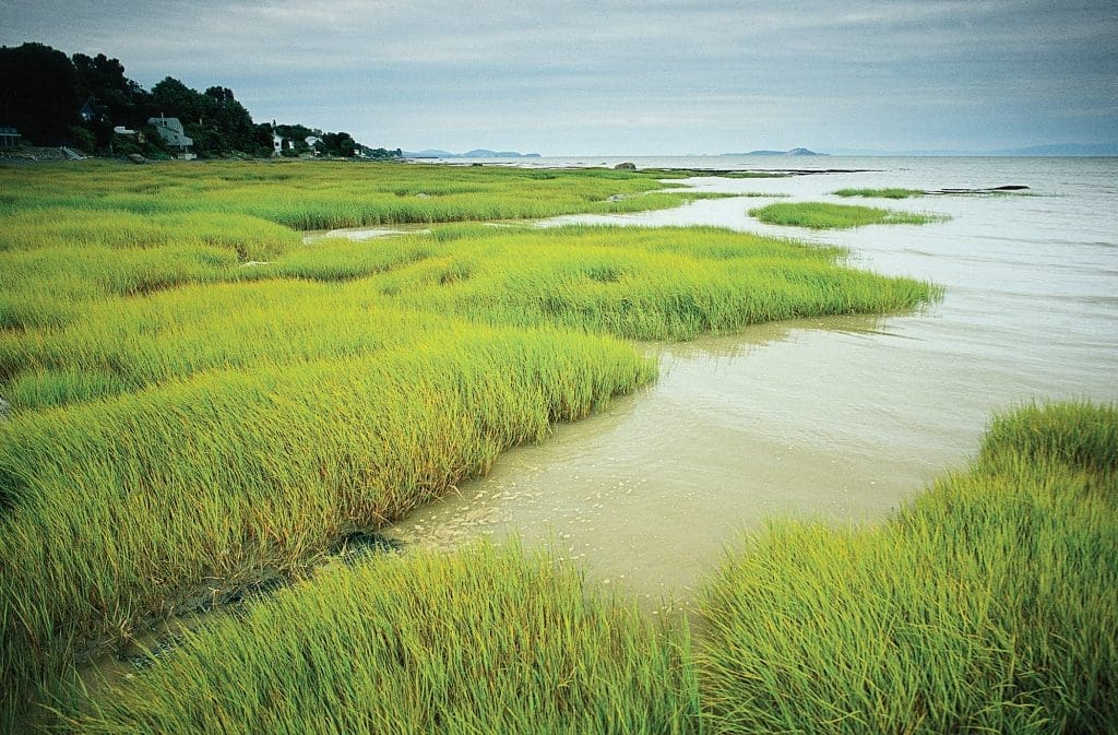 Salt marsh, Gulf of St Lawrence.