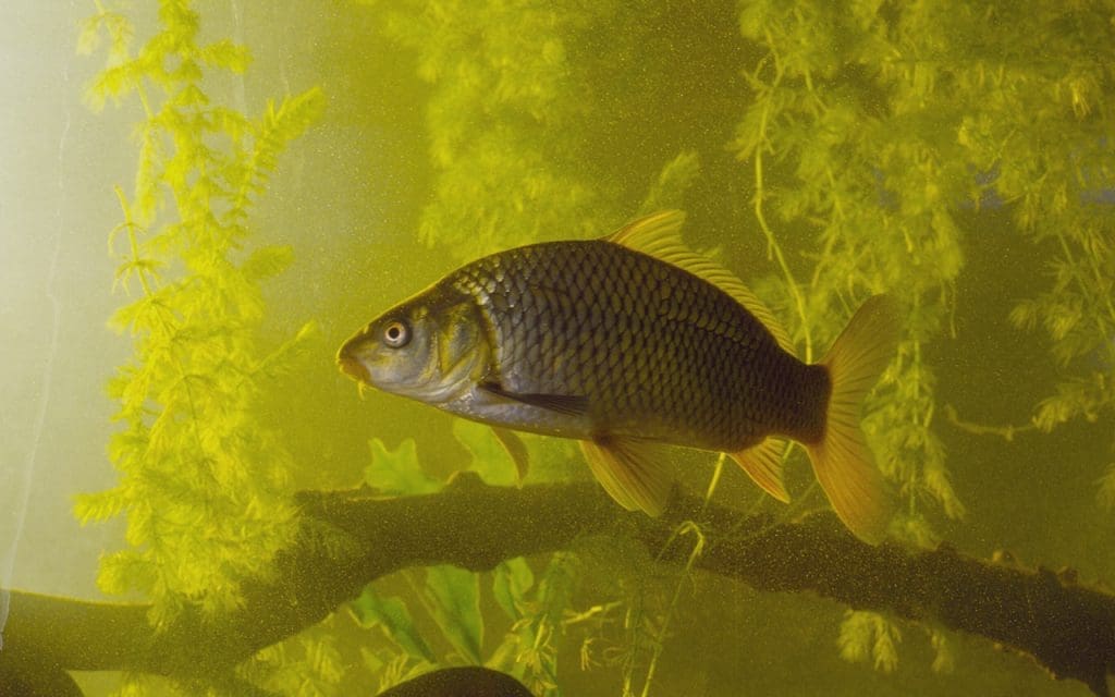 Asian Carp