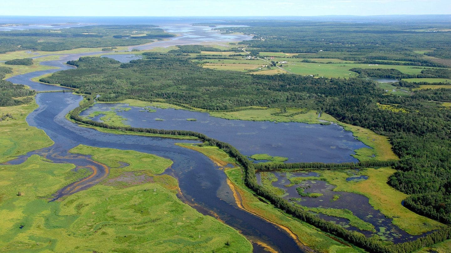 Aerial view of a wetland