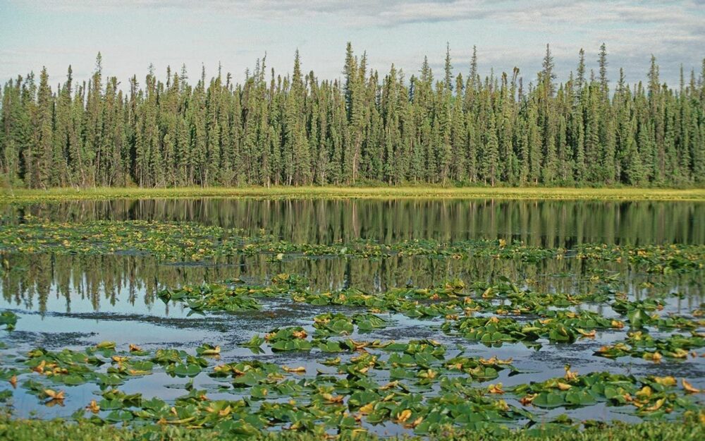 Ducks Unlimited Canada and forestry leaders launch innovative collaboration on boreal forest wetland conservation