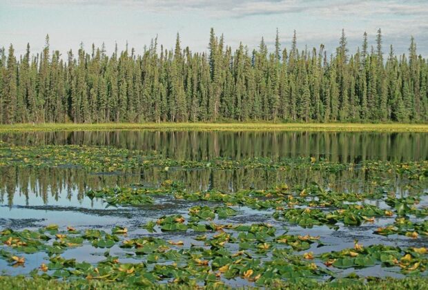 Ducks Unlimited Canada and forestry leaders launch innovative collaboration on boreal forest wetland conservation