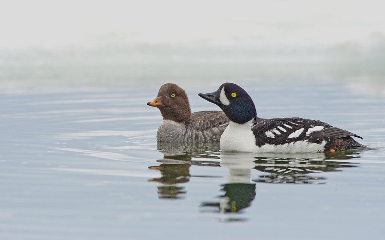 Ducks Unlimited Vancouver Island Ducks Unlimited Vancouver Island
