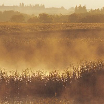 Grasslands
