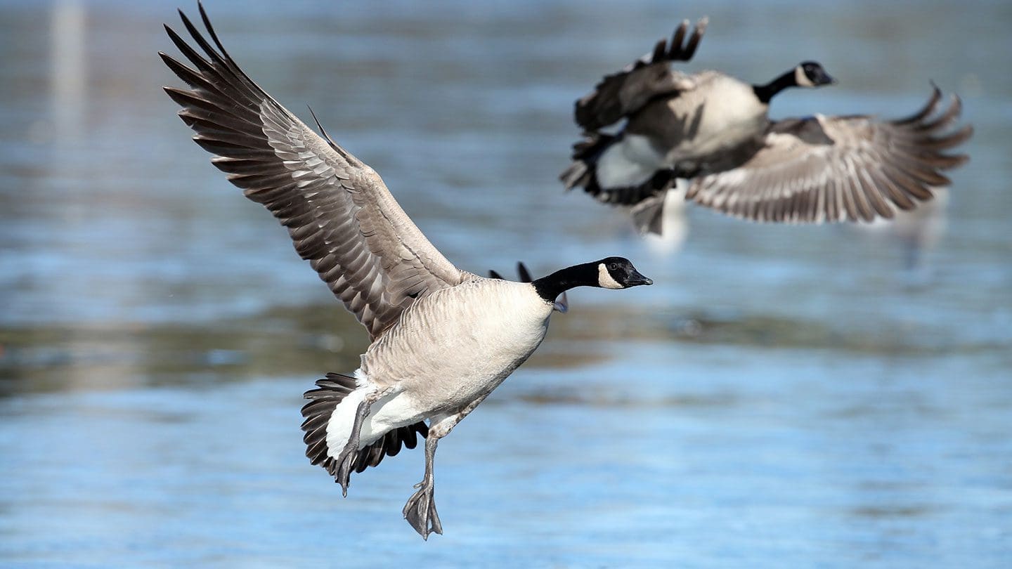 Geese Flying