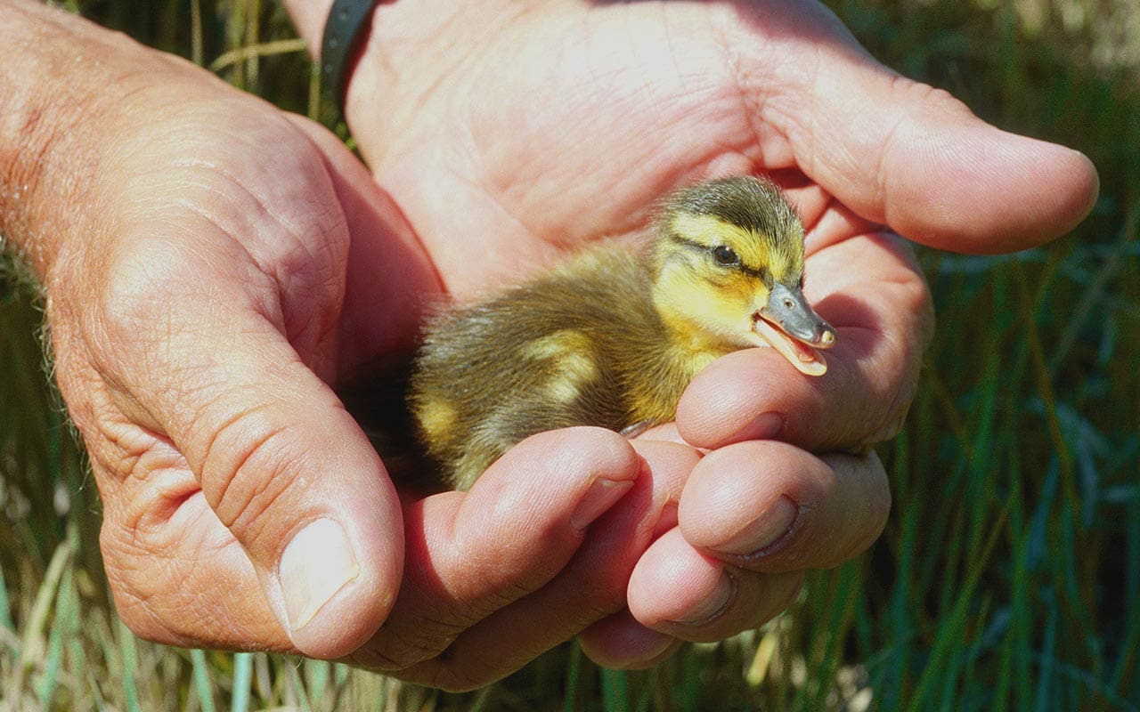 How to Help — Ducks Unlimited Canada