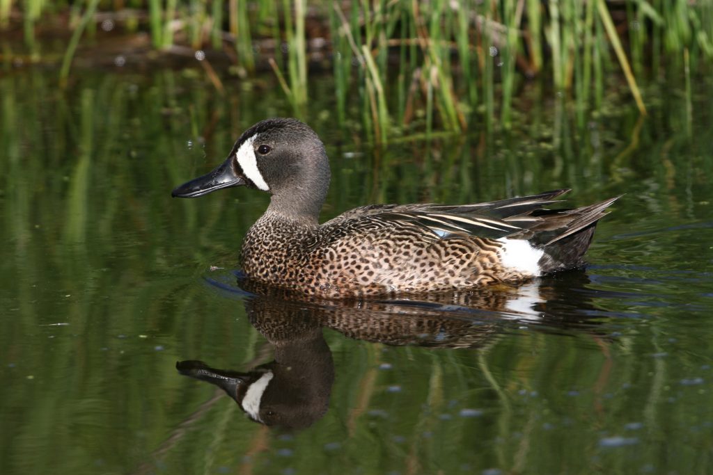 Saskatchewan — Ducks Unlimited Canada