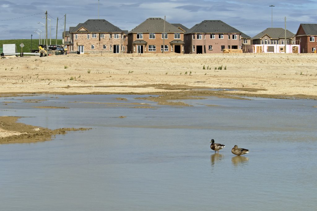 Mallard pair in new housing development