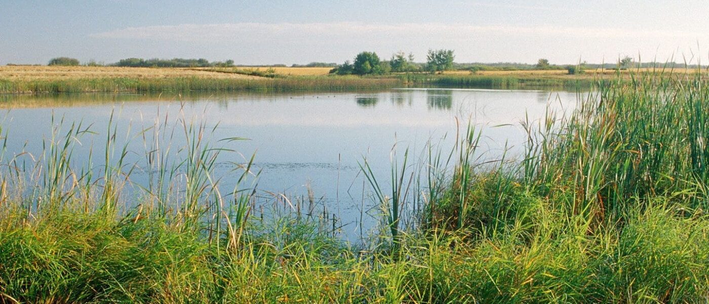 Wetland in the prairies