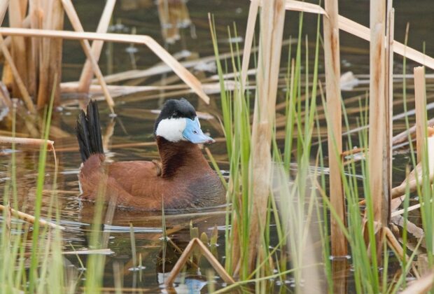 ruddy duck in a wetland