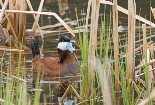 Ruddy duck