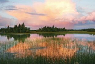 Ducks Unlimited Canada partners with Street Capital Financial Corporation