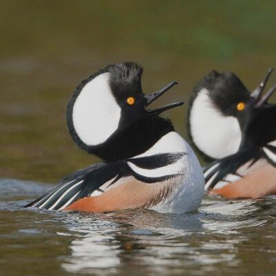 Waterfowl