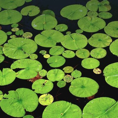 Wetlands