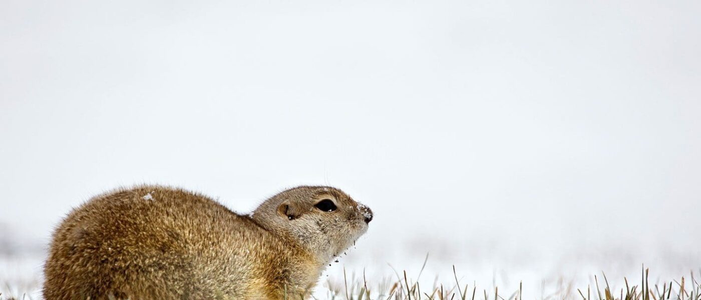 Ground squirrel