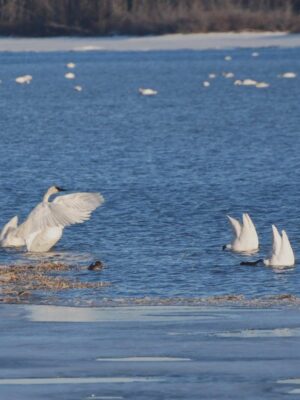 Yukon & Northwest Territories