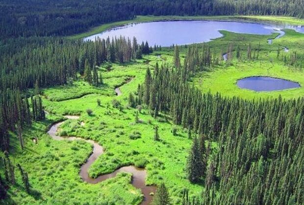 Boreal Wetland Fact Sheets