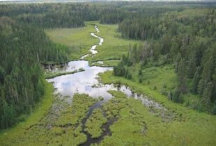 Field Guide of Boreal Wetland Classes in the Boreal Plains Ecozone of Canada