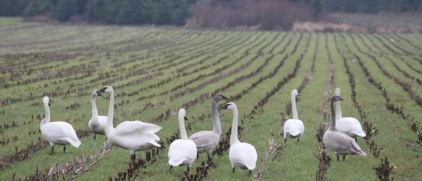 How Duck Flight Works — Ducks Unlimited Canada