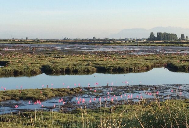 Spartina: striking back