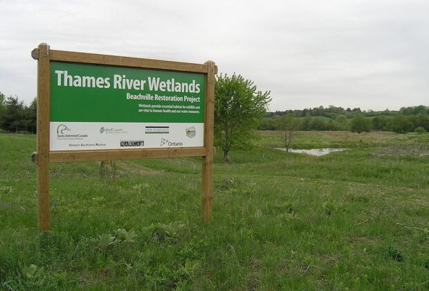 Thames River wetland restoration