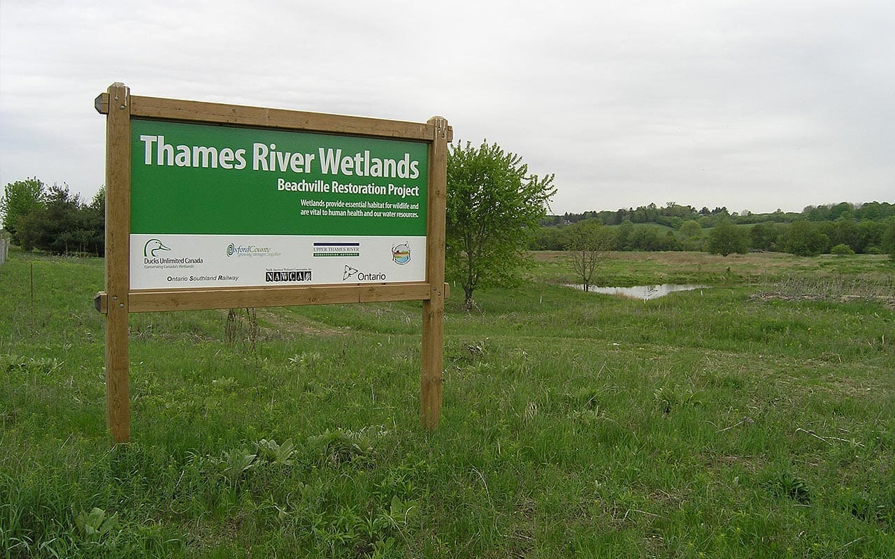 Thames River wetland restoration