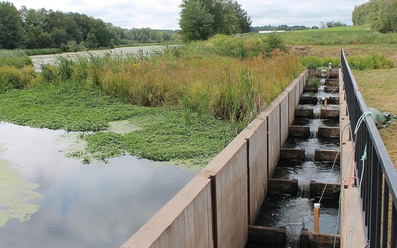 Building better fish ladders