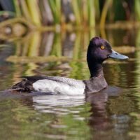 Popular Waterfowl and wildlife species questions
