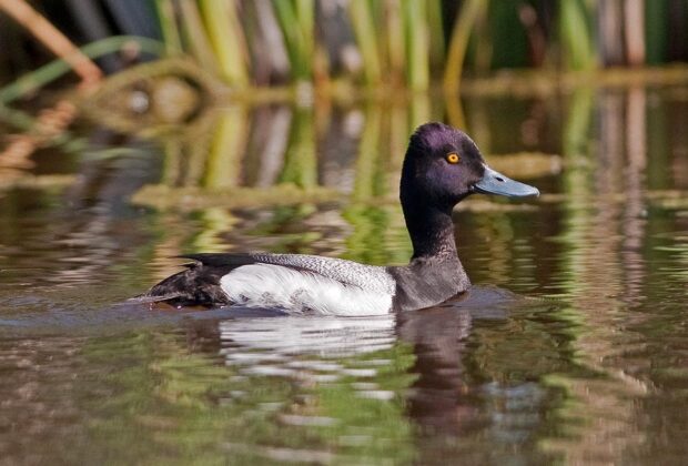 BP settlement funds flow to Allan/Dana Hills