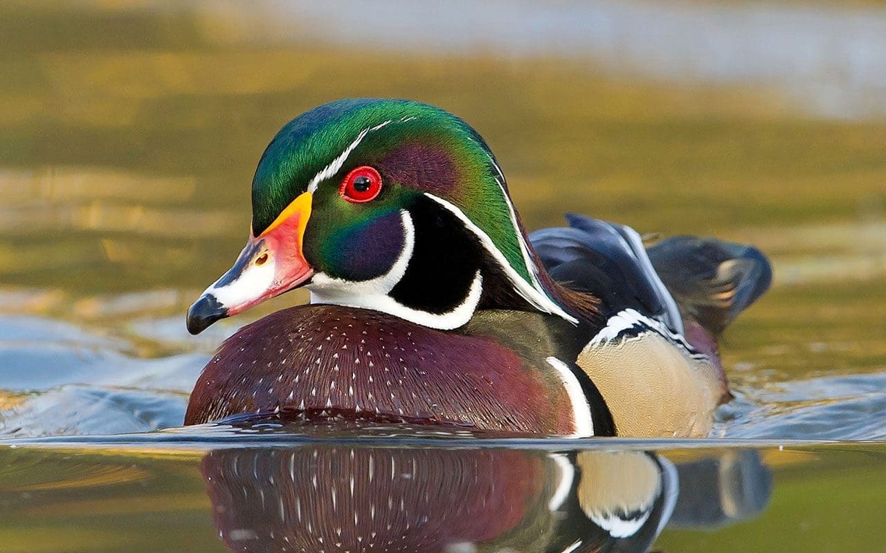 Conserving Canada’s Wetlands Ducks Unlimited Canada
