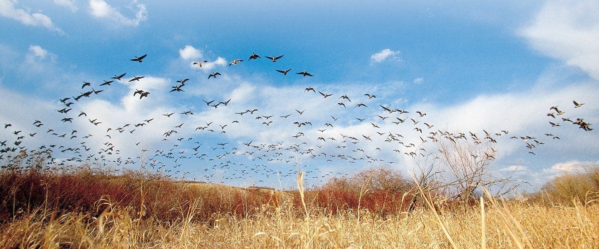 Flock of geese flying over wetland.