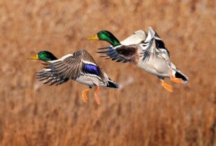 2020 Waterfowl Breeding Population and Habitat Survey Cancelled