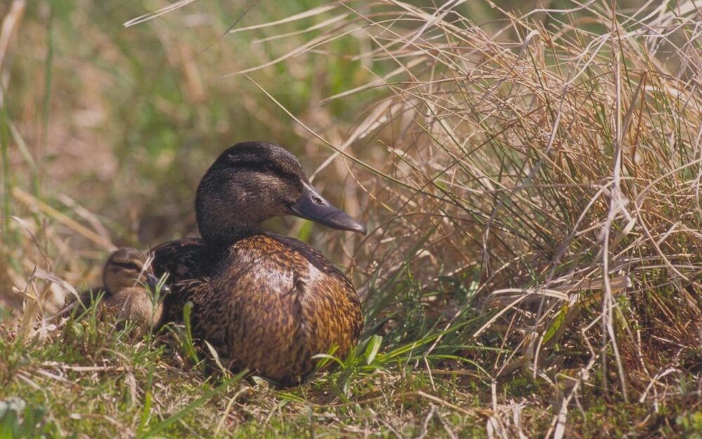 Wetland Centre