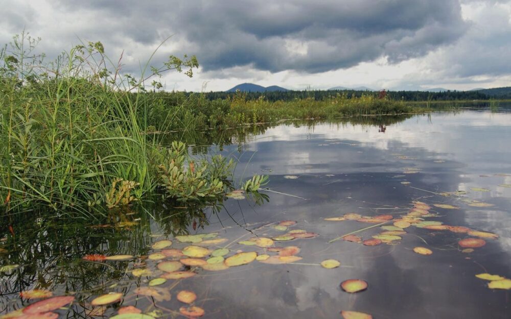 Lake Megantic Marsh