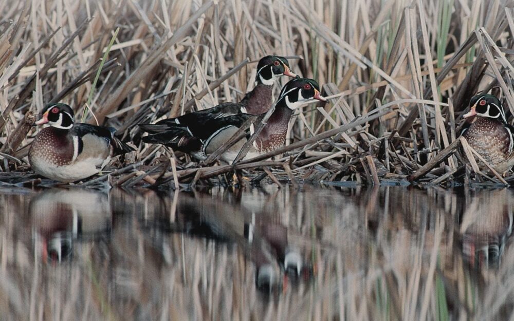 Miner’s Marsh