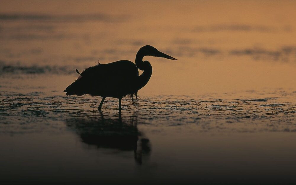 Portage Wildlife Management Area