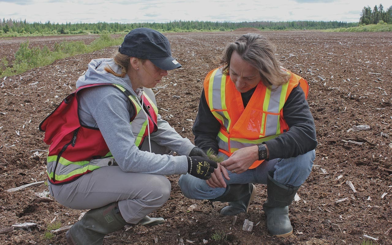 Researching peatlands for restoration