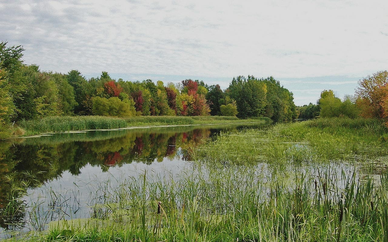 Boreal leadership council