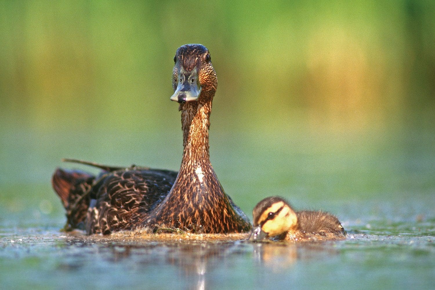 Blackduck