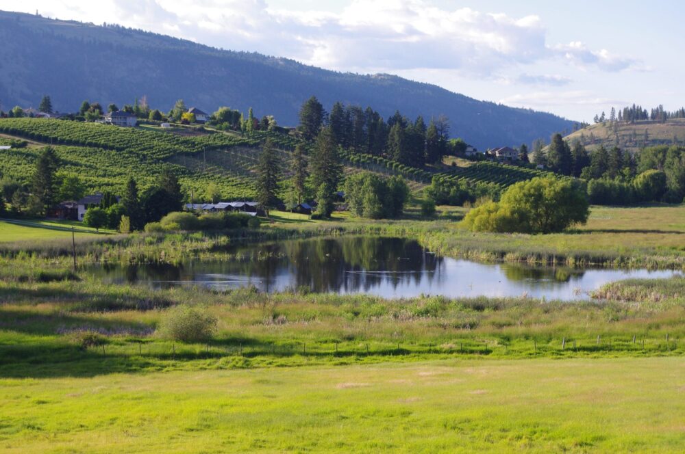 New wetlands added to B.C. Marsh Lake project