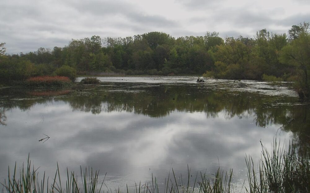 Community celebrates restoration of local wetland gem