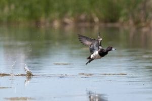 lesser scaup