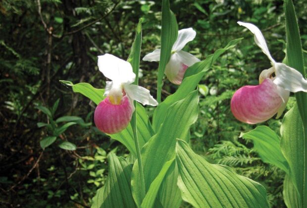 Species-at-risk thrive in restored wetland