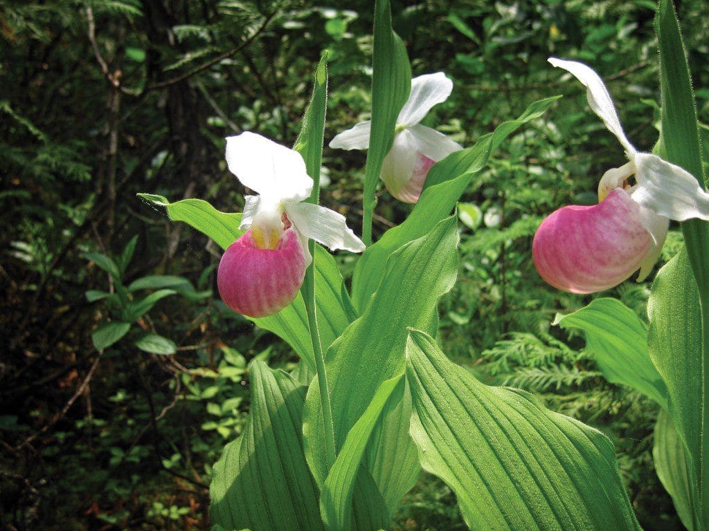 Species-at-risk thrive in restored wetland