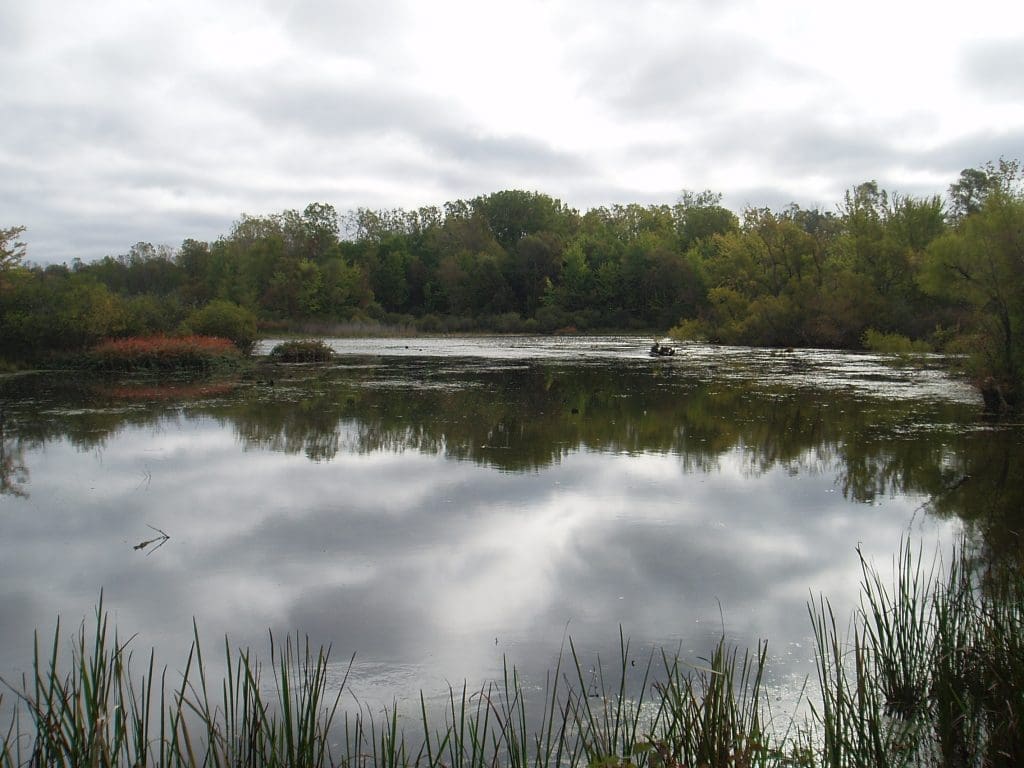 Calton Swamp