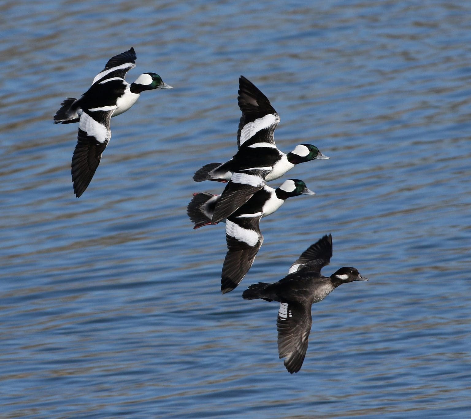 Bufflehead — Ducks Unlimited Canada